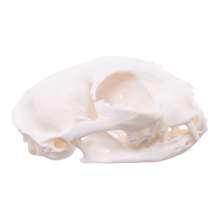 Real Domestic Cat Skull - Pathology