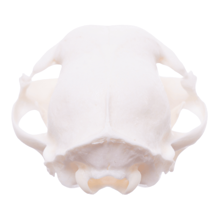 Real Domestic Cat Skull - Pathology