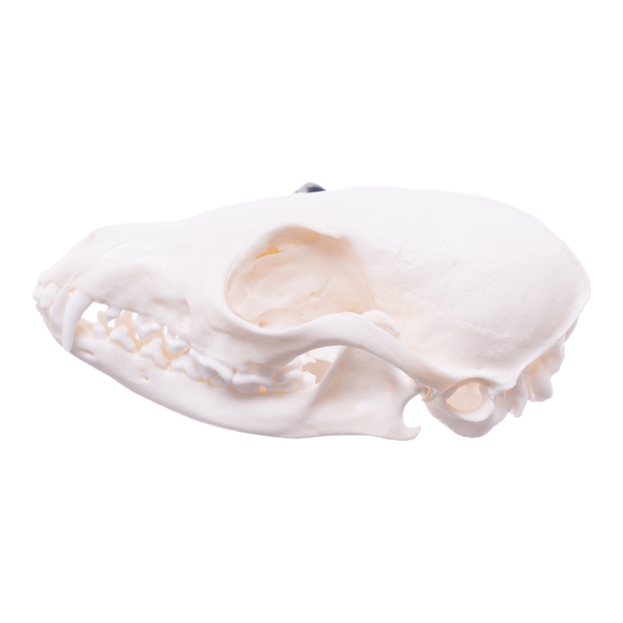 Real Cape Fox Skull