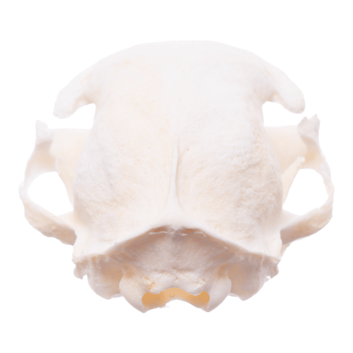 Real Domestic Cat Skull - Pathology