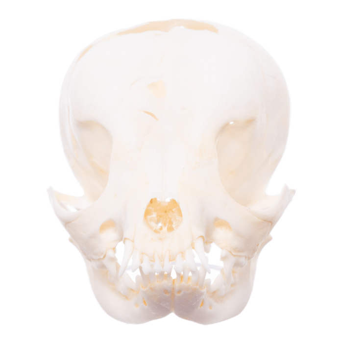 Real Puppy Skull - Hydrocephalus