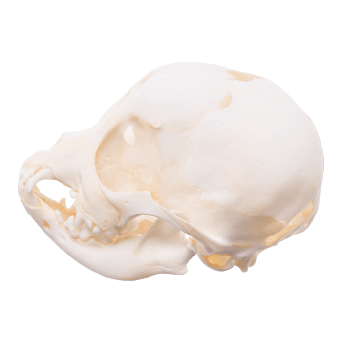 Real Puppy Skull - Hydrocephalus