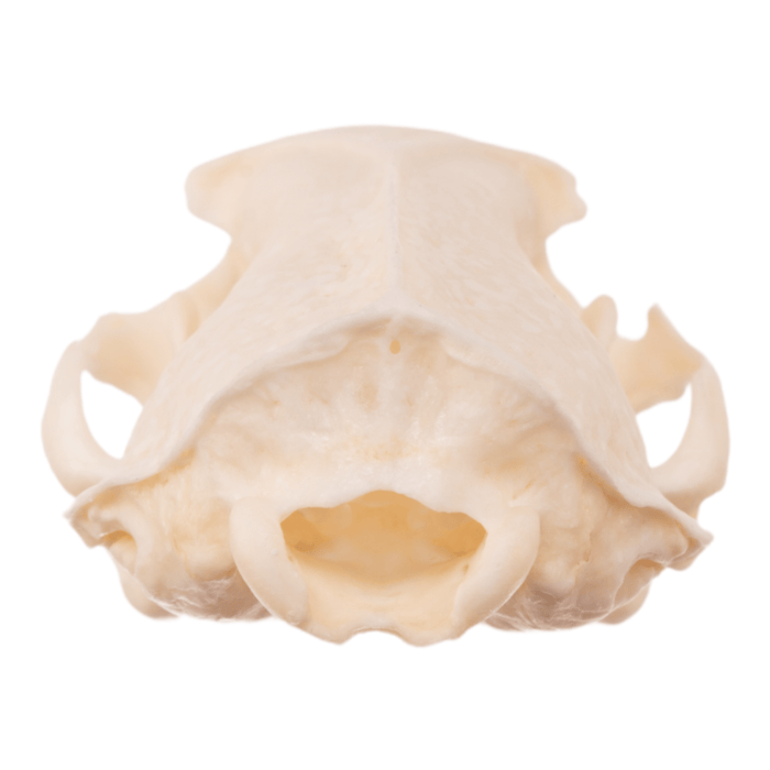 Real Ferret Skull