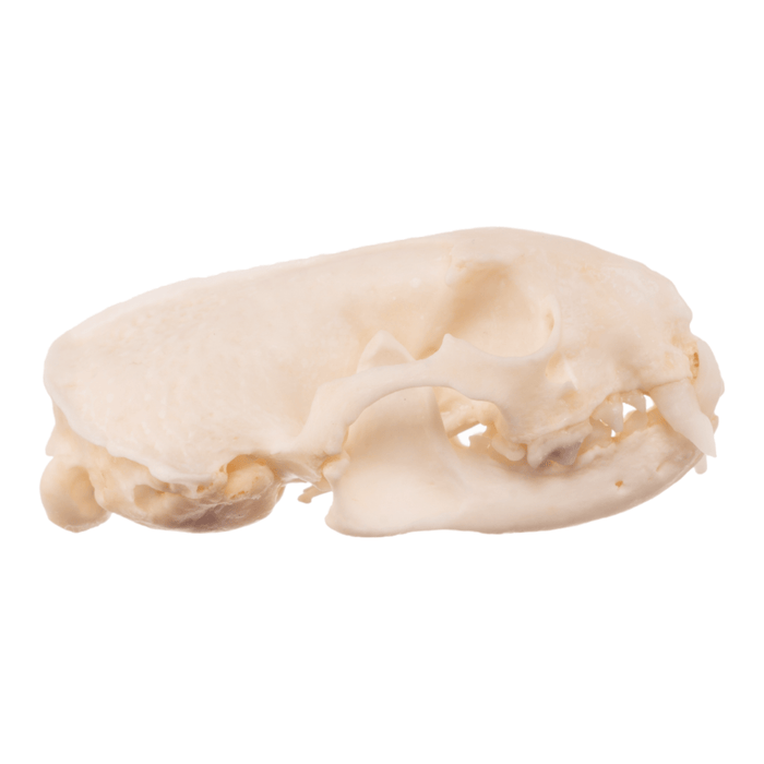 Real Ferret Skull