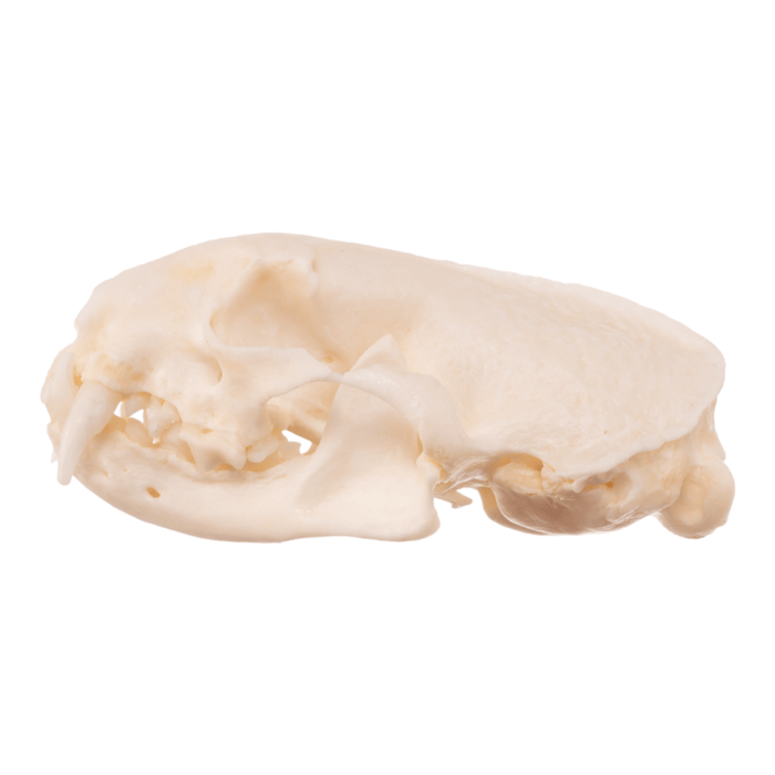 Real Ferret Skull