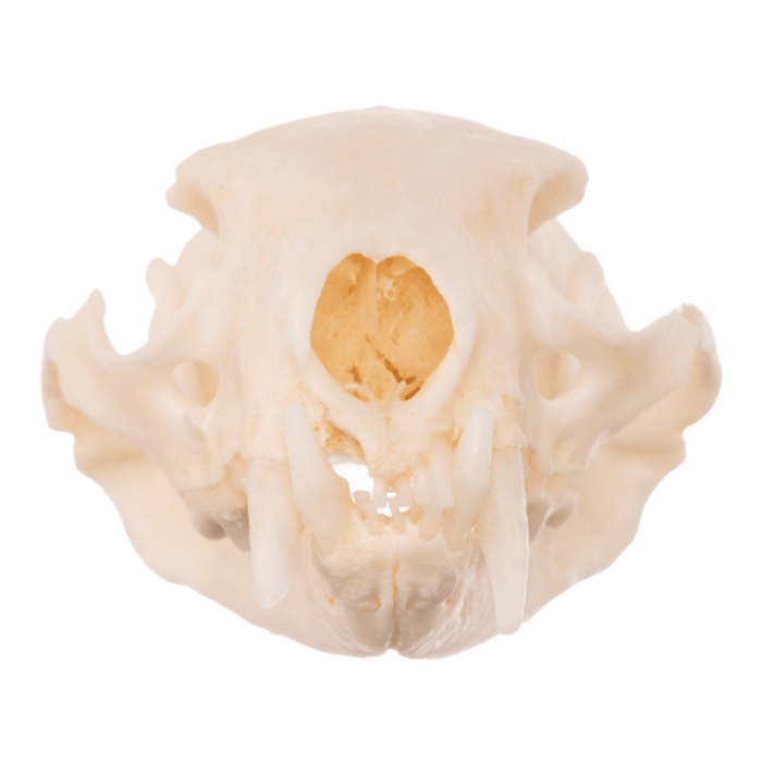 Real Ferret Skull
