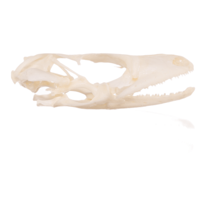 Real Tokay Gecko Skull