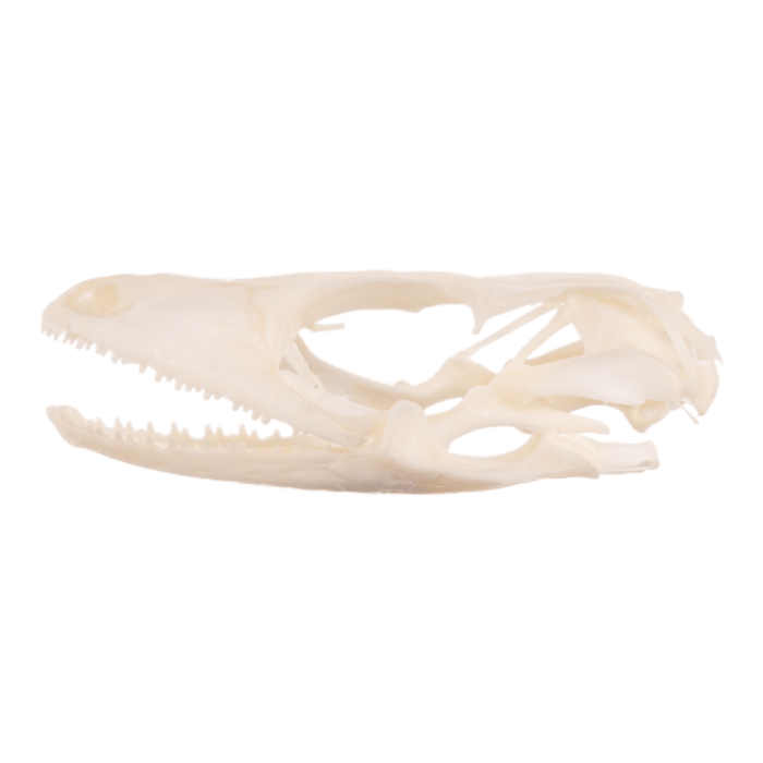 Real Tokay Gecko Skull