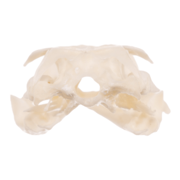 Real Tokay Gecko Skull