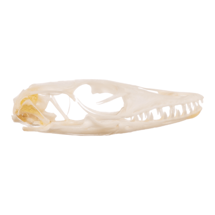 Real Small Monitor Lizard Skull