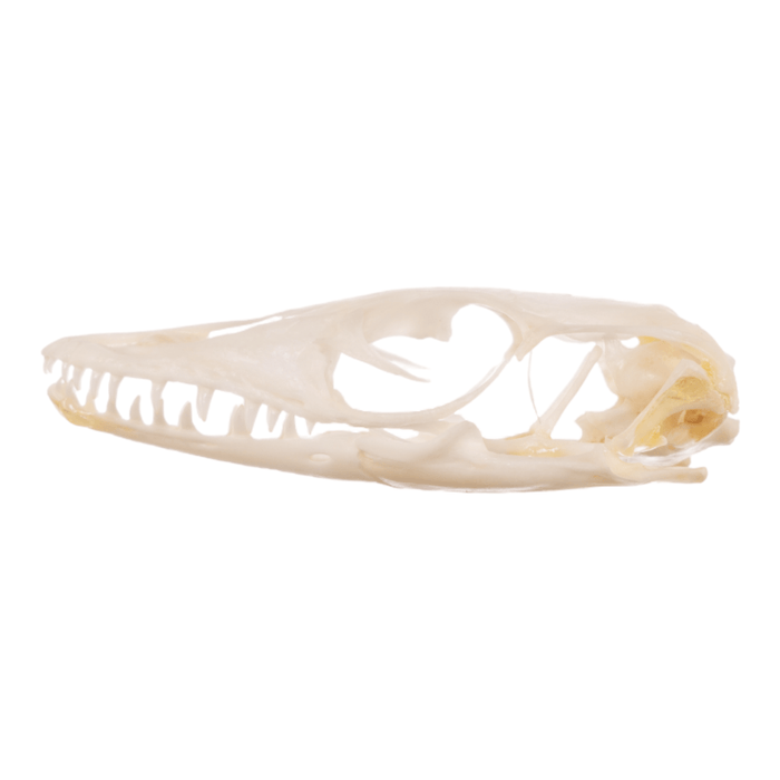 Real Small Monitor Lizard Skull