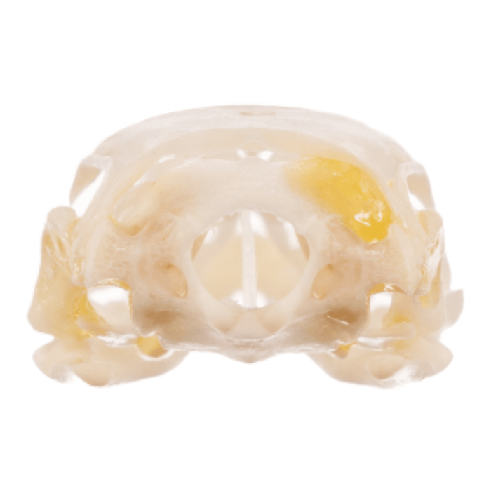 Real Small Monitor Lizard Skull