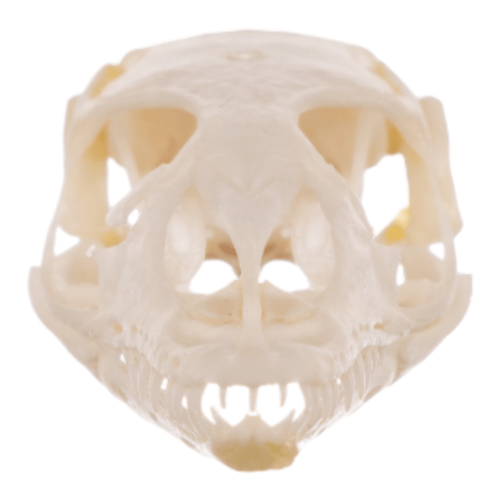 Real Small Monitor Lizard Skull