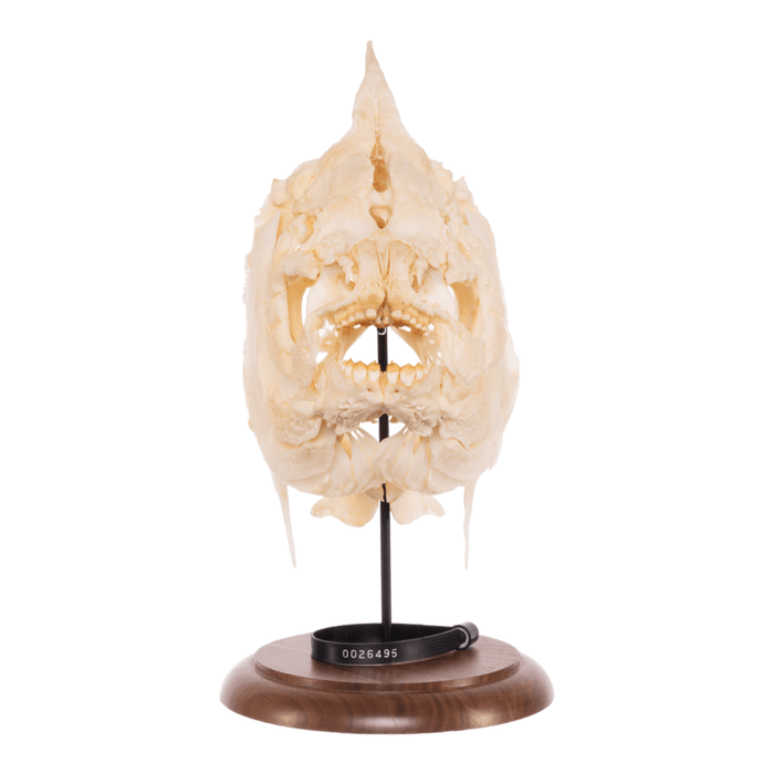 Real Pacu Skull With Stand