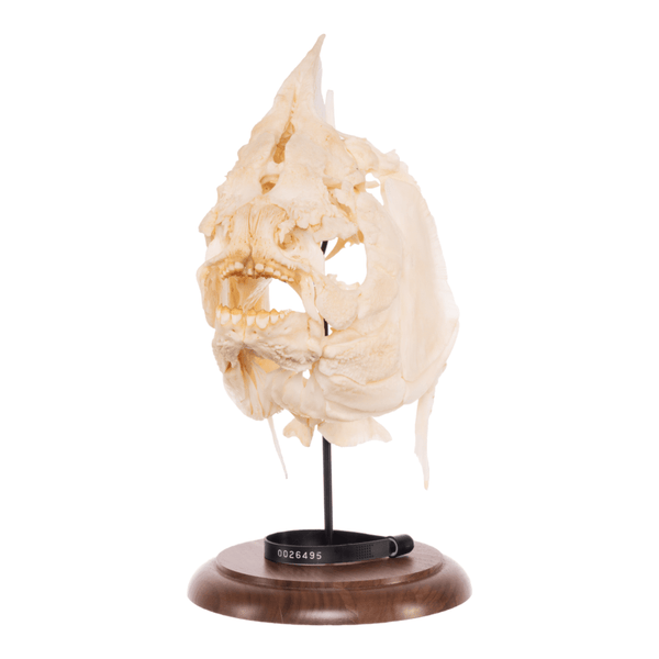 Real Pacu Skull With Stand