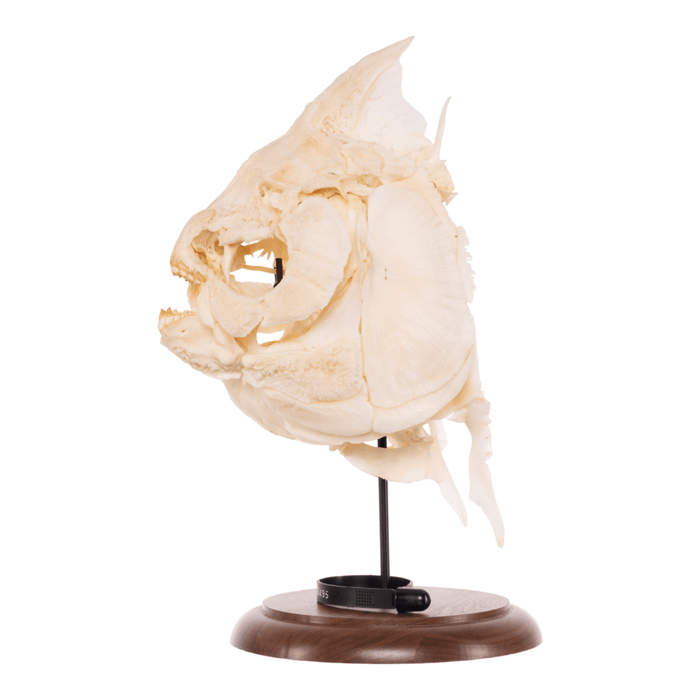 Real Pacu Skull With Stand