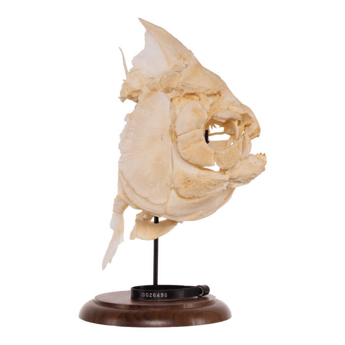 Real Pacu Skull With Stand