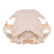Real Domestic Cat Skull - Pathology