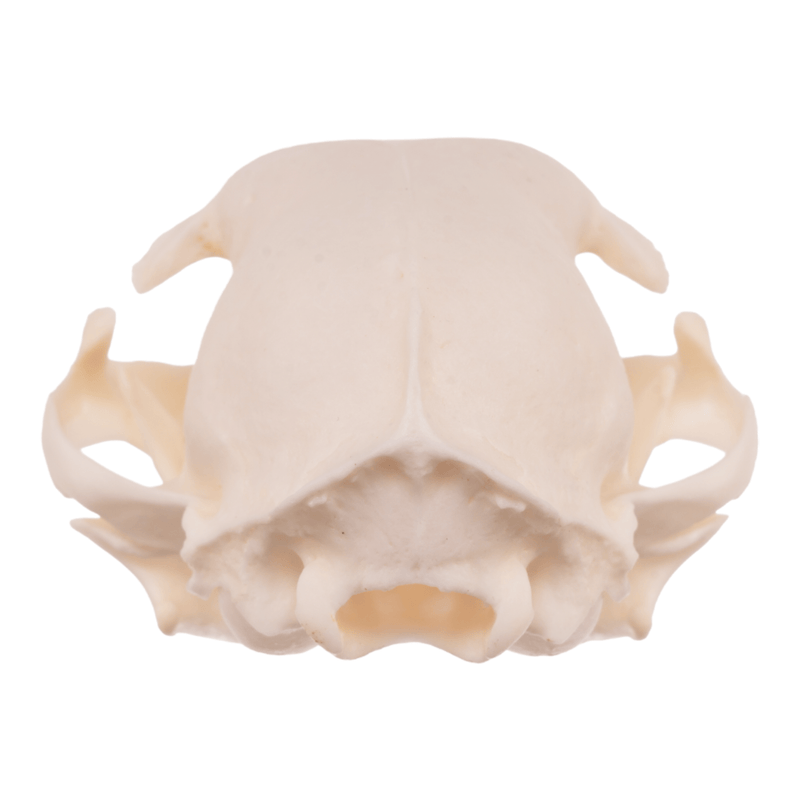Real Domestic Cat Skull - Pathology