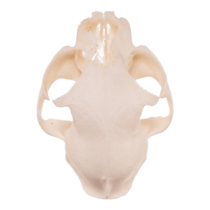 Real Domestic Cat Skull - Pathology