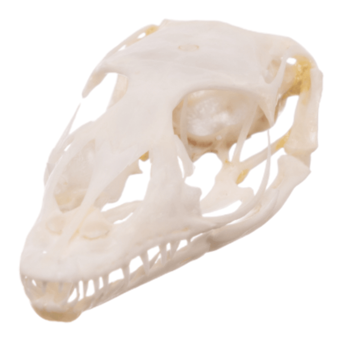 Real Small Monitor Lizard Skull