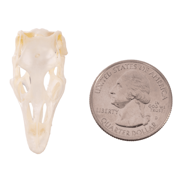Real Small Monitor Lizard Skull