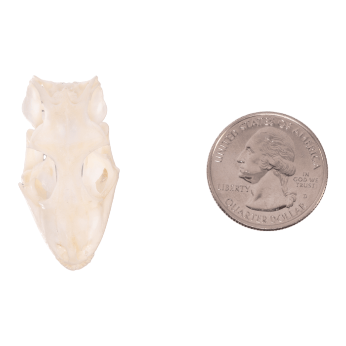 Real Tokay Gecko Skull