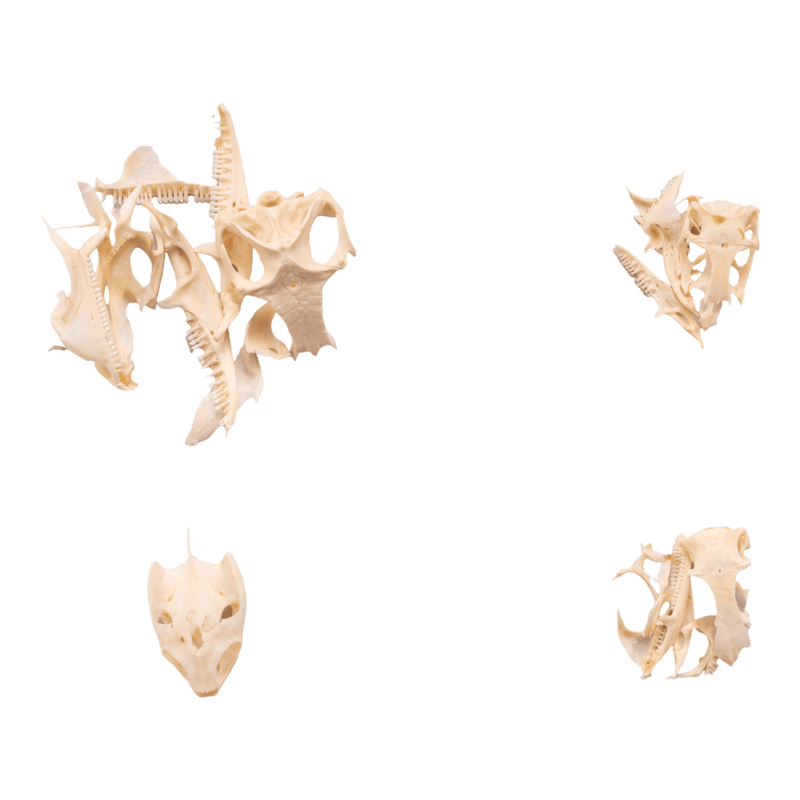 Real Bag-O-Reptile Skulls