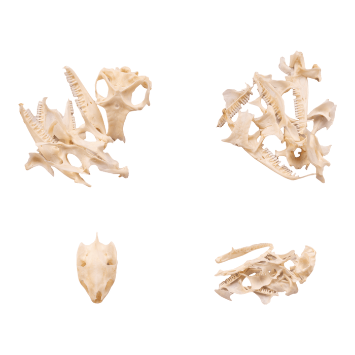 Real Bag-O-Reptile Skulls