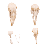 Real Bag-O-Bird Skulls