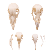 Real Bag-O-Bird Skulls