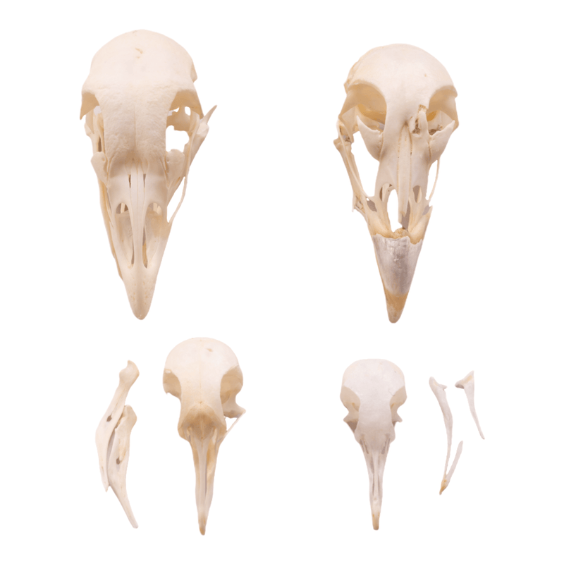 Real Bag-O-Bird Skulls