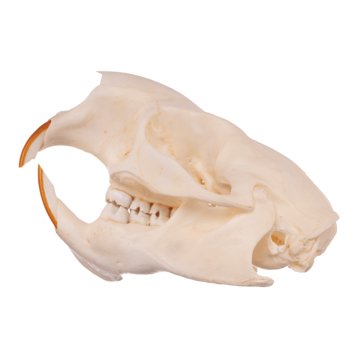 Real North American Porcupine Skeleton - Disarticulated