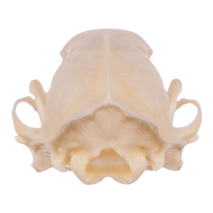 Real Striped Skunk Skeleton - Disarticulated