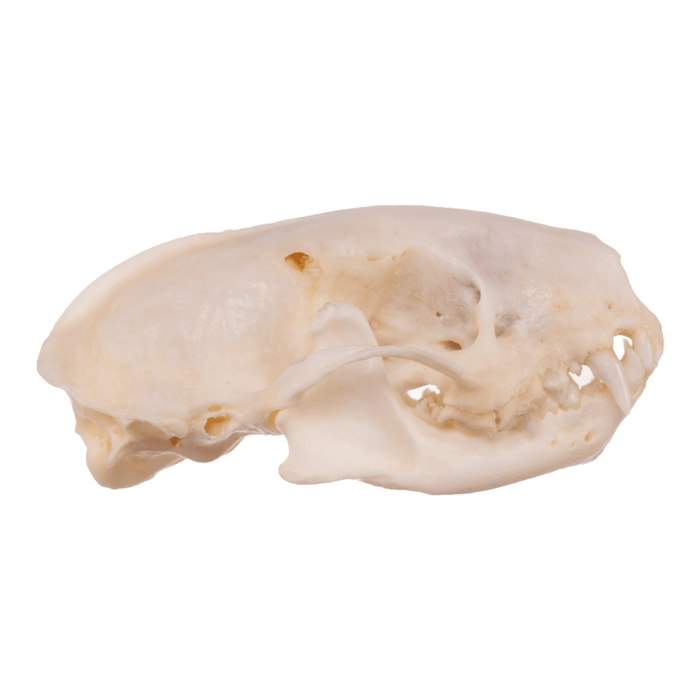 Real Striped Skunk Skeleton - Disarticulated