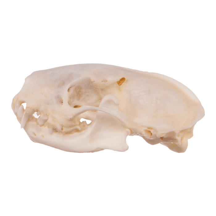 Real Striped Skunk Skeleton - Disarticulated