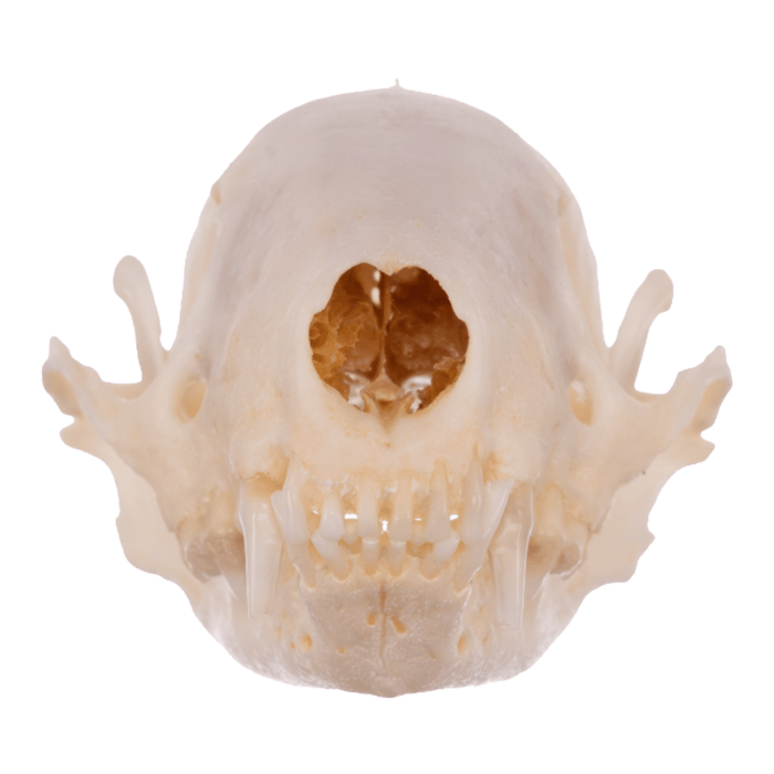 Real Striped Skunk Skeleton - Disarticulated