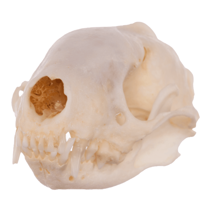 Real Striped Skunk Skeleton - Disarticulated