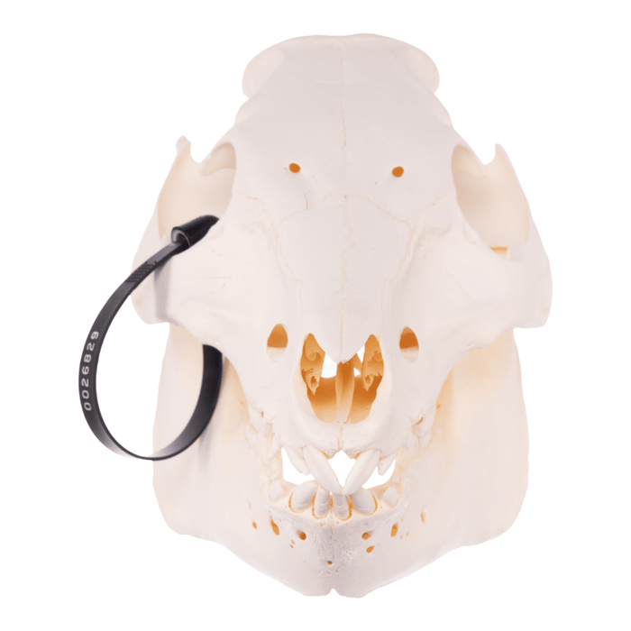 Real Domestic Pig Skull - Adolescent