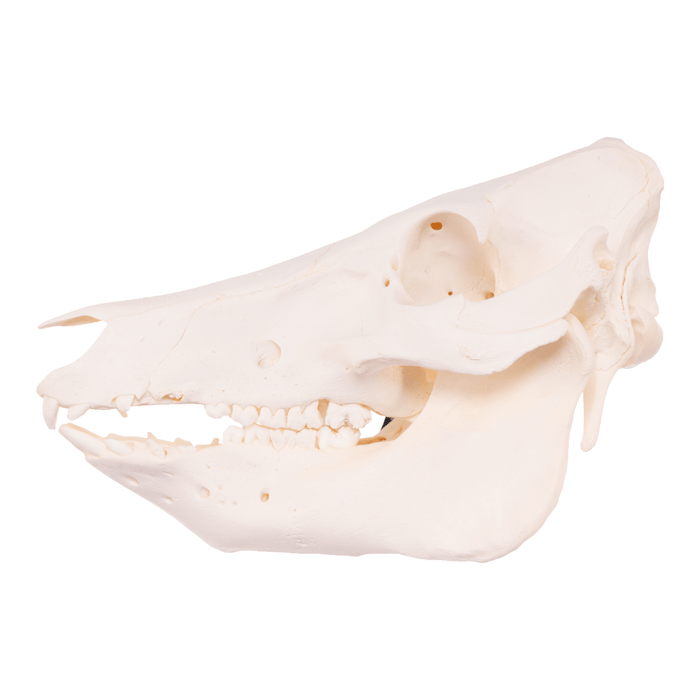 Real Domestic Pig Skull - Adolescent