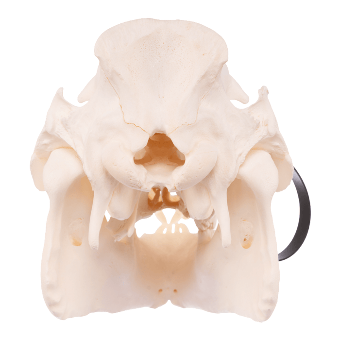 Real Domestic Pig Skull - Adolescent