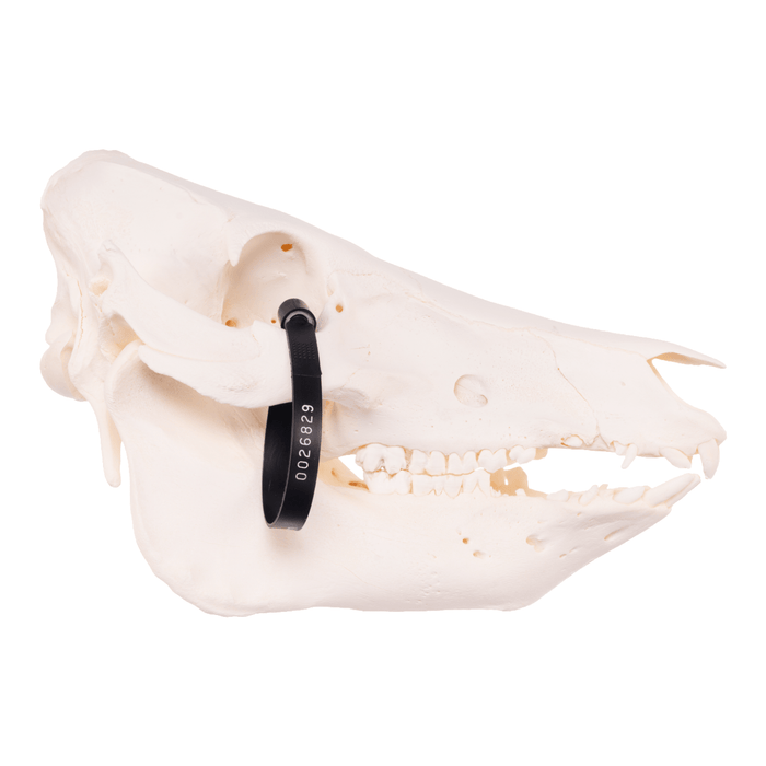 Real Domestic Pig Skull - Adolescent