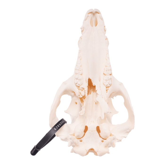 Real Domestic Pig Skull - Adolescent