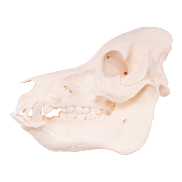 Real Pot-bellied Pig Skull