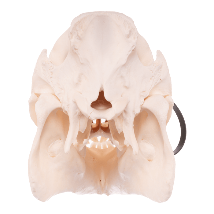 Real Pot-bellied Pig Skull
