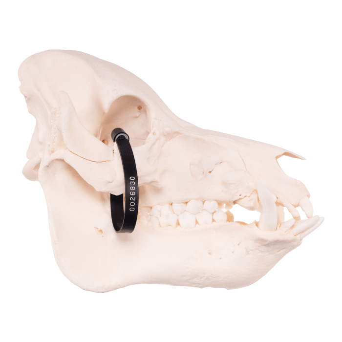 Real Pot-bellied Pig Skull
