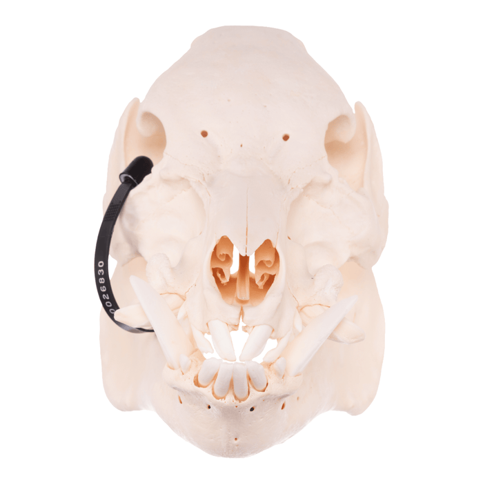 Real Pot-bellied Pig Skull