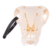 Real Sheep Skull - Adolescent