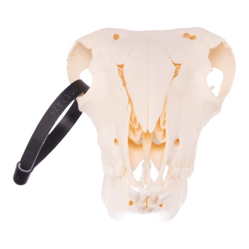 Real Sheep Skull - Adolescent