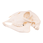 Real Sheep Skull - Adolescent